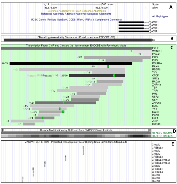 Genomic annotation of CNR1prom sequence. Genomic datamining analysis from the UCSC genome database demonstrating (A) 1 kb of genomic DNA 5′ of the human CNR1 locus with the CNR1 exon 1 shown as a black bar and intron 1 shown as a thin line with chevrons. (B) The results of DNAse1 hypersensitivity assays (Black bar) from 125 cell lines demonstrating open chromatin extending approximately 800 bp 5′ from the CNR1 transcription start site. (C) The results of multiple CHIP-seq analyses on different cell lines demonstrating the binding of different transcription factors and RNA polymerase II (POLR2A) to the CNR1 promoter region. (D) ChIP−seq analysis of modified histone (H3K4me3) highlighting promoter activity. (E) Predicted binding sites (Grey boxes) for the CREB transcription factor as calculated by JASPAR.