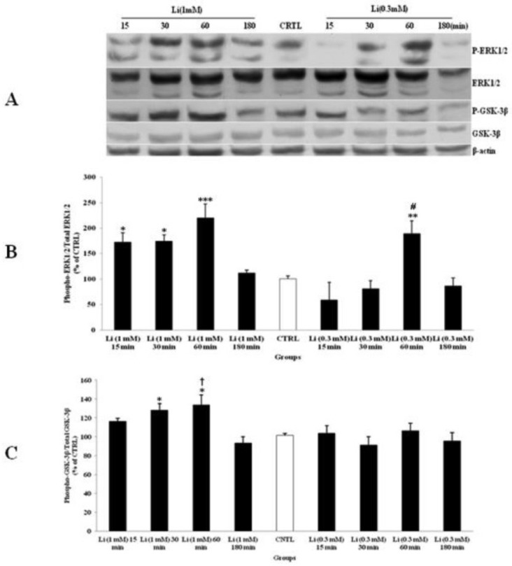 The effect of lithium (Li) as a mood stabilizer drug, on the phosphorylated-ERK1/2 (p-ERK1/2), total ERK1/2, phosphorylated-GSK-3β (p-GSK-3β) and total GSK-3β expression in cerebellar granular cells (CGNs). CGNs were treated with 0.3 and 1 mM of Li and the cell lysates were prepared after 15, 30, 60 and 180 minutes. The protein expression was analyzed by western blotting. The p-ERK1/2 and ERK1/2 expression (A and B), and the p-GSK-3β and GSK-3β expression (A and C), were evaluated. The protein expression was normalized to β-actin as internal control (CTRL). The band intensity was measured and presented as the percent of un-treated cells (CTRL). All data were presented as Mean ± SD. Statistically significant values are presented as follows: *** p < 0.001, ** p < 0.01 and * p < 0.05, compared to CTRL; # p < 0.05, compared to respective time in two doses; † p < 0.001, compared the dose of 0.3 mM with the dose of 1mM at 60 min exposure