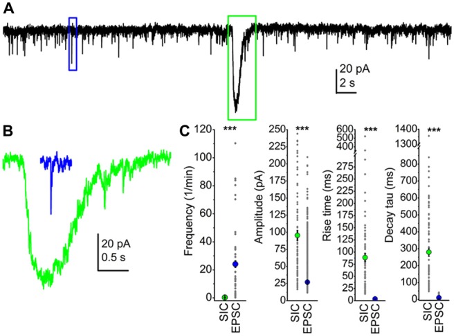 Slow inward currents (SICs) can be unambiguously separated from excitatory postsynaptic currents (EPSCs). (A) A representative trace of spontaneous events recorded from a pedunculopontine nucleus (PPN) neuron in voltage-clamp mode, at −60 mV holding potential. The blue square indicates a spontaneous EPSC (sEPSC), and a SIC is framed by the green square. (B) The representative sEPSC (blue) and SIC (green) from panel (A), with the same scale. (C) Statistical summary of different parameters of SICs and sEPSCs. Green dots indicate the average ± SEM of the SIC parameters, whereas blue dots are the average ± SEM of sEPSC data. All differences are statistically significant (***p < 0.001). Gray dots represent individual data.