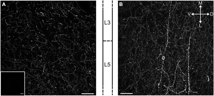 Cholinergic terminals expressing ChR2-EYFP richly innervate the mPFC in ChR2:ACh mice. (A) Fluorescent image of a projected confocal z-stack 20 μm thick from the prelimbic cortex of the ChR2:ACh mouse. Approximate cortical layer boundaries are indicated to the right. Insert: similar image from a control C57Bl/6J mouse mPFC section acquired with identical settings. (B) Example of a presumed bipolar local cholinergic interneuron in mPFC from ChR2:ACh mouse. Image represents projected confocal image of YFP signal from prelimbic cortex coronal section. Approximate layer boundaries are indicated to the left. Orientation markers: D, dorsal; V, ventral; M, medial; L, lateral; scale bar: 30 μm.