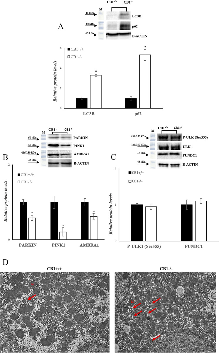 CB1 deletion affects autophagy/mitophagy processes. (A), (B) and (C) Representative immunoblots of LC3B, p62, PARKIN, PINK1, AMBRA1, P-ULK (Ser555), FUNDC1 in the liver of CB1+/+ and CB1−/− mice. Histograms show the results of densiometric analysis of immunoblots. The protein level was normalized to that of B-ACTIN and/or to the total forms for phosphorylated proteins. (D) Representative images of liver ultrastructure under TEM in CB1+/+ and CB1−/− mice. Scale bars: 2 μm. Red arrows pointed towards autophagosomes. All values are represented as mean ± SEM; (n = 5/group). Student’s t-test was used for statistical analysis. p < 0.05 was considered significant. *p < 0.05 vs. CB1+/+. Abbreviations: LC3B, Microtubule-Associated Protein 1 Light Chain 3 Isoform B; SQSTM1/p62, Sequestosome 1; PARKIN, Parkin; PINK1, PTEN-Induced Kinase 1; AMBRA1, Activating Molecule in Beclin1-Regulated Autophagy; ULK, Unc-51 Like Autophagy Activating Kinase 1; FUNDC1, FUN14 Domain Containing 1.