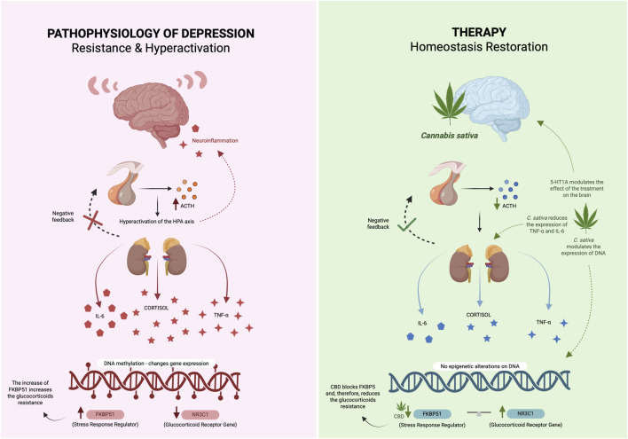 Side-by-side infographic compares depression’s hyperactivated stress pathway and neuroinflammation with homeostatic restoration via Cannabis sativa therapy, detailing hormonal, genetic, and inflammatory changes, and highlighting reduced glucocorticoid resistance and inflammation during therapy.