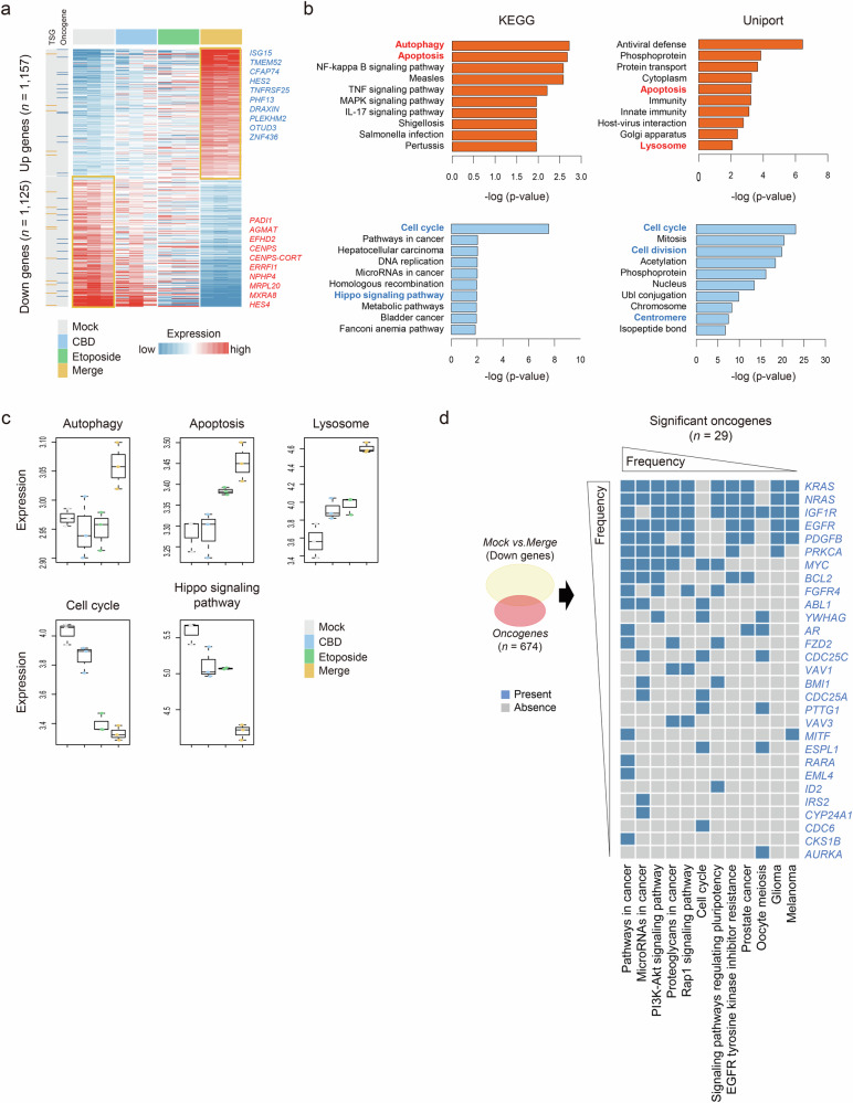 Transcriptomic profiling of combination treatment with etoposide and CBD on A549 cells.a A heat map showing the differentially expressed genes (n = 2282, permuted t-test P < 0.05 and fold difference >0.5). The top ten ranked genes, oncogenes and tumor suppressor genes are indicated. b Bar plots show differentially enriched gene signatures between mock and merge groups, identified by significant P values of gene sets (P < 0.05, KEGG and UniProt). c Box plots of gene set expression related to autophagy, apoptosis, lysosome, cell cycle and Hippo signaling pathways across groups. d, A heat map showing significant differentially oncogenes and their associated signatures across the groups.