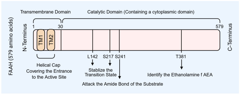 Fatty acid amide hydrolase (FAAH) structure and function. FAAH enzyme includes three principal regions: an N-terminal transmembrane domain, a central catalytic core, and a C-terminal cytoplasmic domain. FAAH: fatty acid amide hydrolase; AEA: anandamide. TM: transmembrane domain. Created by Bio-Render.