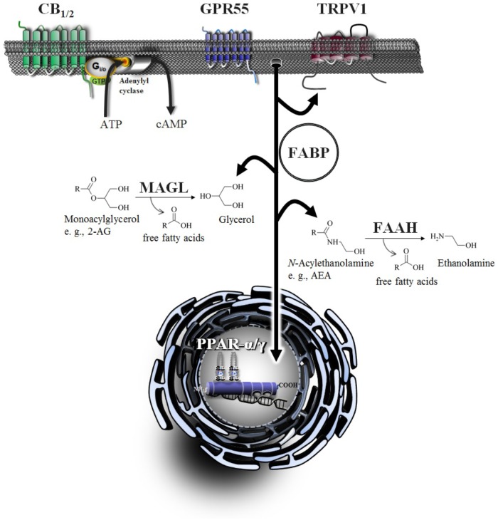 Signaling and degradation of endocannabinoid compounds within the extended endocannabinoid system. CB1 and CB2, cannabinoid receptors type-1 and -2; FAAH, fatty acid amide hydrolase; FABP, fatty acid binding protein; GPR55, G protein-coupled receptor 55; MAGL, monoacylglycerol lipase; PPAR, peroxisome proliferator-activated receptor; TRPV, transient receptor potential vanilloid type.