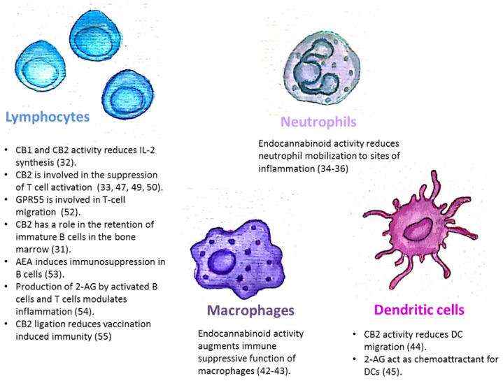 The endocannabinoid system is involved in the regulation of immune cell trafficking and effector cell functions. CB1/CB2: Cannabinoid receptor 1/2; AEA: N-arachidonoylethanolamine; 2-AG: 2-arachidonoylglycerol.