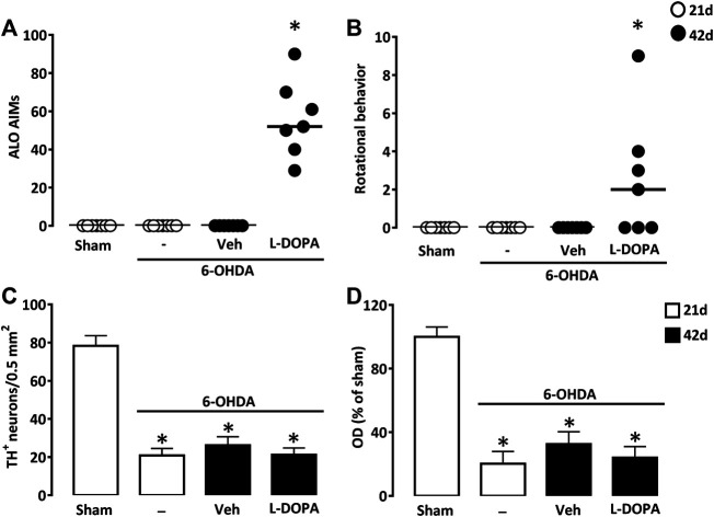 Abnormal involuntary movements after L-DOPA treatment in mice with partial unilateral lesions of the nigrostriatal pathway. (A) Sum of axial, limb and orofacial (ALO) abnormal involuntary movements (AIMs) of sham-operated and 6-OHDA-lesioned mice, 21 or 42 days after surgery. Between days 21–42, 6-OHDA-lesioned mice received daily injections of Veh or L-DOPA. (B) Sum of locomotor activity in the same groups of mice as in (A). *p < 0.05 vs. sham, n = 7; Kruskal-Wallis analysis on ranks followed by Dunn’s test. (C) Density of TH+ cell bodies per 0.5 mm2 in the substantia nigra pars compacta and (D) Relative TH optical density (OD) in the striatum of the same groups of mice as in (A). *p < 0.05 vs. sham, n = 7; One-way ANOVA followed by Bonferroni test. Data are presented as both median (horizontal black lines) and individual values (circles) in (A) and (B) and as mean ± SEM in (C) and (D).