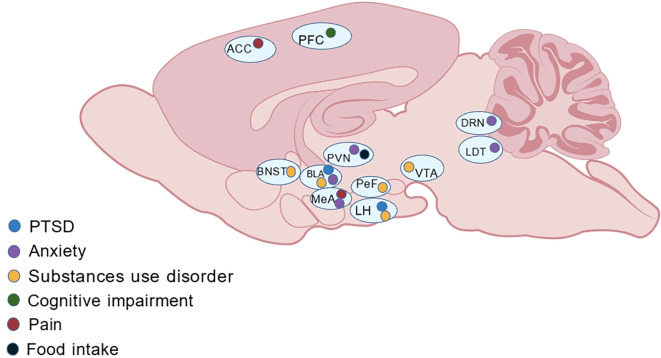Brain regions mediate the alleviating effects of NPS on the animal behaviors associated with PTSD and its related neuropsychiatric disorders. The various colored solid circles displayed in the different brain regions represent the various symptoms that can be relieved by NPS. The Generic Diagramming Platform (GDP), accessible at http://biogdp.com, was employed to create the schematic diagram. Abbreviations: ACC: Anterior cingulate cortex; PFC: Prefrontal cortex; BNST: Bed nucleus of the stria terminalis; BLA: Basolateral amygdala; PVN: Paraventricular nucleus of the hypothalamus; LH: Lateral hypothalamus; PeF: Perifornical area; MeA: Medial amygdala; VTA: Ventral tegmental area; DRN: Dorsal raphe nucleus; LDT: Laterodorsal tegmental nucleus.