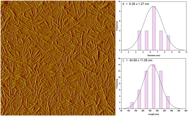AFM image of CNC.