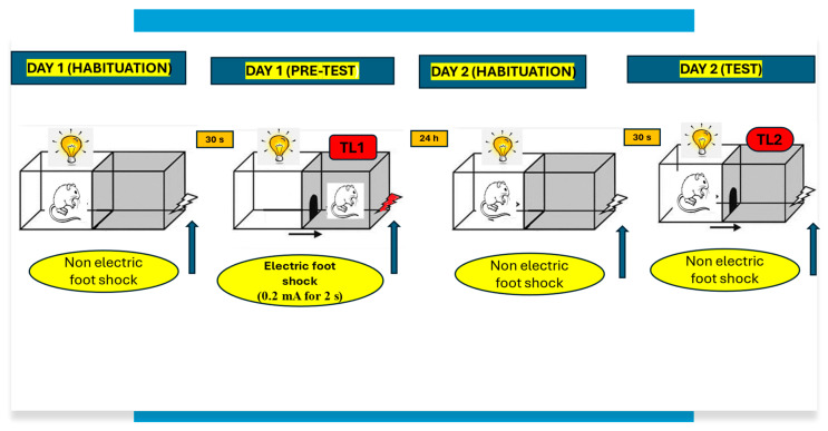 Procedure of the passive avoidance (PA) test.