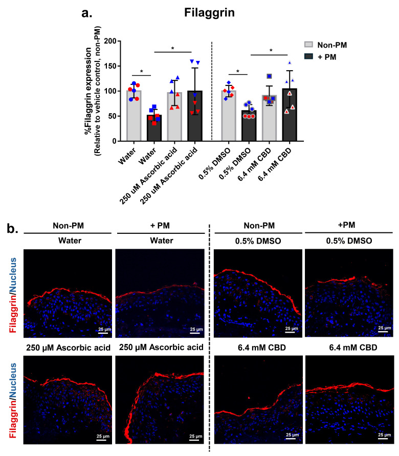 CBD restores PM-induced loss of filaggrin expression in human ex vivo skin explants. Full-thickness human skin explants from two donors (ages 59 and 63 years; n = 6 tissues per group; 3 tissues per donor) were treated for 48 h with 6.4 mM CBD, 250 µM ascorbic acid, water, or 0.5% DMSO, with or without topical PM exposure (0.54 mg/cm2). (a) Quantification of filaggrin protein expression in skin tissues by immunofluorescence staining, expressed as % Filaggrin expression relative to the non-PM vehicle control; (b) Representative immunofluorescence images from donor 2 showing filaggrin (red) and nuclei (blue). Scale bars = 25 µm. Each dot in (a) represents an individual explant; dot colors indicate donor origin (Red = donor 1 [59 years], Blue = donor 2 [63 years]). Gray bars represent non-PM groups; black bars indicate PM-exposed groups. Data are shown as mean ± SD. Asterisks indicate significance: * p < 0.05 (one-way ANOVA with Bonferroni’s post hoc test).
