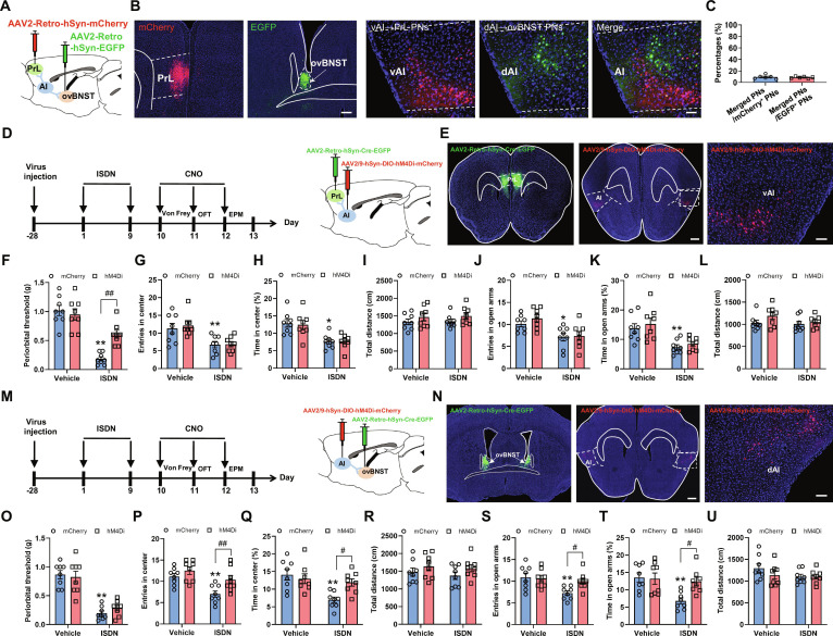 Chemo-inhibition of PrL- and ovBNST-projecting AI neurons ameliorates ISDN-induced headache and comorbid anxiety, respectively. (A) Schematic diagram for injections of mCherry- and EGFP-expressing retrogradely transported viruses into PrL and ovBNST, respectively. (B) Retrogradely transported viruses labeled PrL- and ovBNST-projecting neurons located in the ventral and dorsal parts of AI, respectively, with bare overlap. Scale bar, 200 μm (left) or 100 μm (right). (C) Statistical analysis shows the percentage of merged neurons in mCherry- or EGFP-expressing AI neurons. (D and M) Experimental schedule and schematic diagram for chemogenetic inhibition of PrL-projecting vAI neurons (D) and ovBNST-projecting dAI neurons (M). (E and N) Representative images show the EGFP-expressing neurons in the PrL (E) or ovBNST (N) and mCherry-expressing neurons in AI. Scale bars, 500 μm (left) or 100 μm (right). (F and O) Von Frey tests show effects of chemogenetic inhibition of PrL-projecting vAI neurons (F) and ovBNST-projecting dAI neurons (O) on cephalic cutaneous allodynia in mice with repeated ISDN injections. (G to L and P to U) OFT (G to I and P to R) and EPM test (J to L and S to U) show effects of chemogenetic inhibition of PrL-projecting vAI neurons (G to L) and ovBNST-projecting dAI neurons (P to U) on anxiety-like behaviors in mice with repeated ISDN injections. The data are presented as the mean ± SEM. *P<0.05, **P<0.01 versus Vehicle + mCherry. Detailed statistical results are provided in Table S1.