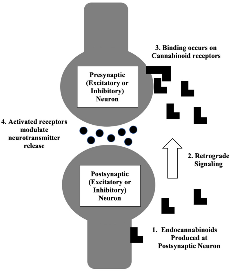 Primary proposed mechanism of action for endocannabinoids