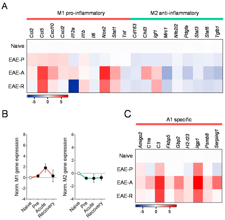 Pro-inflammatory and anti-inflammatory gene expressions in microglia isolated during EAE. (A) Heat map depicting the mean expression of M1 and M2 phenotype associated genes in microglial cells purified from mice at presymptomatic (EAE-P), acute (EAE-A) and recovery (EAE-R) stages of EAE as determined by RT-qPCR. (B) Analysis of normalized gene expression by one-way ANOVA determined no overall deregulation of M1 or M2 gene transcripts during disease progression. (C) Mean expression of A1 neurotoxic genes in microglial cells during the time-course of EAE. Fold changes in the relative expression compared to naïve microglia were determined as log2 (n = 5–6 mice group) Pre, Presymptomatic. N.S., not statistically significant. referred to microglia purified from naïve mice by Student´s t-tests or Mann–Whitney U-tests.