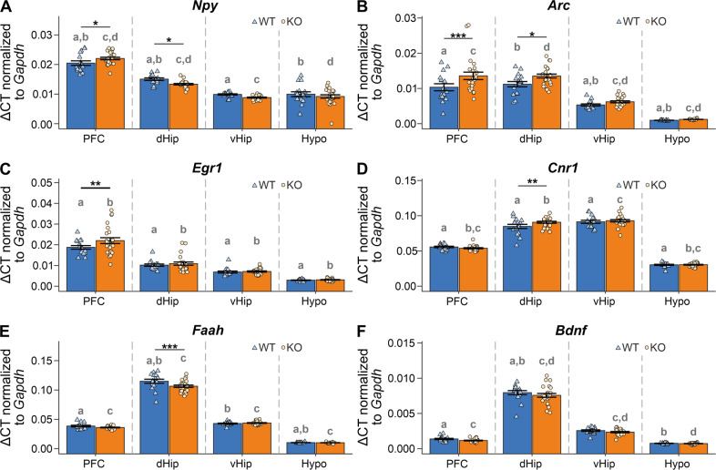 mRNA levels of selected molecular targets in brain regions of stressed Arc-NAPE-PLD WT and KO mice.A Npy mRNA levels, B Arc mRNA levels, C Egr1 mRNA levels, D Cnr1 mRNA levels, E Faah mRNA levels, F Bdnf mRNA levels; mRNA levels were normalized to Gapdh. Genotype and brain region differences were assessed using linear mixed-effects models. Genotype and brain region were included as fixed effects in the model and animal as random effect. Pairwise comparisons were based on estimated model means with Tukey p-value adjustment in case of multiple comparisons. Asterisks indicate significant differences between genotypes in a specific region: *p < 0.05; **p < 0.01; ***p < 0.001. Letters indicate the significance of pairwise comparisons of different brain regions within the same genotype. Groups sharing the same letter are significantly different from each other at p ≤ 0.05. Data are represented as mean ± SEM and individual values; WT/KO n = 16/24. Npy neuropeptide Y, Erg1 early growth response factor 1, Cnr1 cannabinoid CB1 receptor, Faah fatty acid hydrolase, Bdnf brain-derived neurotrophic factor.
