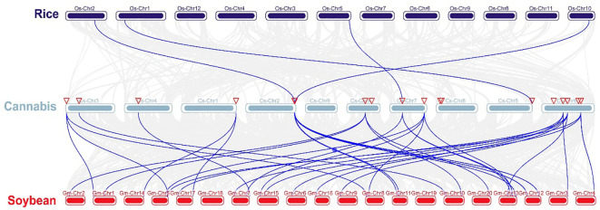 Synteny analysis of ARF genes between cannabis and two representative species. Gray lines indicate the syntenic blocks within the cannabis and other plant genomes. ARF is the auxin response factor.