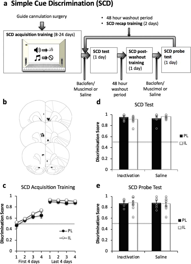 Simple Cue Discrimination (SCD) task. (a) Overview of the task procedures. Prior to training on the SCD task, animals received bilateral guide cannula implantation surgery. Animals received magazine and nose poke hold (0.5 s) trainings in one operant chamber whereby they were trained to receive reward by nose poking (>0.5 s) into a magazine in the operant chamber. During SCD acquisition training, animals were trained to associate two distinct auditory cues with an appetitive outcome (sucrose) or no outcome (house light off), before being subjected to saline and drug (inactivation) treatment testing cycles in a within-subjects fashion. Each testing cycle (order counterbalanced) began with bilateral infusions of either saline or GABAR agonists and SCD training. After a 48 hr washout period, animals were once again trained on the SCD task, before receiving bilateral infusions (as before) and undergoing a SCD probe test. Each animal underwent two pharmacological treatment cycles (saline and inactivation) separated by a 48-hour washout period and 2 days of SCD recap training. (b) Schematic diagrams showing the position of the injector tip in the PL and IL of animals used for the SCD and PR tasks (PL n = 9, IL n = 9). (c) Acquisition of SCD memory. All animals showed significant learning from the first 4 days to the last 4 days of CD training (p < 0.001). Both PL (n = 7) and IL (n = 9) groups reached a similar level of SCD learning by the end of the acquisition training. (d–e) Effect of PL and IL inactivation on discriminative responding in the presence of outcomes (SCD test, d; PL n = 7, IL n = 9) and under extinction conditions (SCD probe test, e; PL n = 7, IL n = 8). There was no significant effect on SCD performance (in the presence of outcomes and under extinction conditions) following inactivation of either region indicating that neither PL nor IL inactivation affected discrete cue processing in this task. Mean discrimination scores ± SEM are plotted for panels c-e.