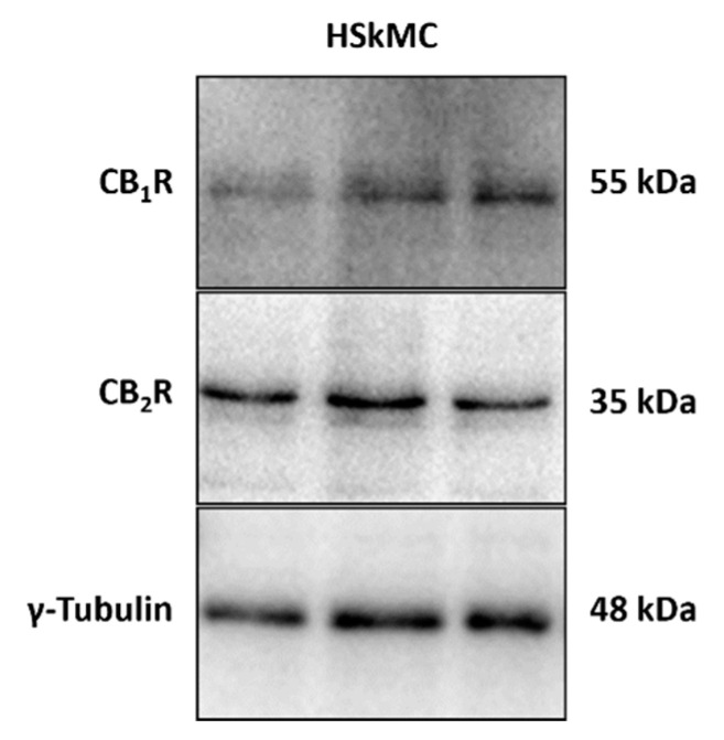 Cannabinoid receptors type 1 and 2 expression in HSkMC. Immunoblot of mature differentiated myotubes (untreated) at day 12 confirmed expression of both cannabinoid receptor type 1 (CB1R, 55 kDa) and cannabinoid receptor type 2 (CB2R, 35 kDa) proteins in the human skeletal muscle cell line used in the present study. Tubulin expression (γ-tubulin, 48 kDa) was also assessed, as a control. Cell samples were collected independently, and three of these replicate samples were prepared and assessed simultaneously on the immunoblot shown. Antibody details are provided in methods Section 4.5. Uncropped images are provided in Figure S3.