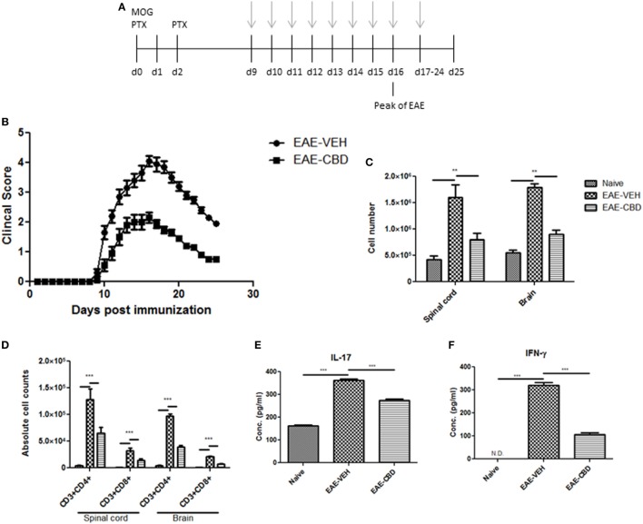 Effect of cannabidiol (CBD) treatment on the development of experimental autoimmune encephalomyelitis (EAE) in C57BL/6 mice. (A) Time line schematic of studies. CBD treatment was administered at time points with gray arrows. Data were assessed at peak of disease unless otherwise stated. (B) Clinical scores (n = 10 mice per group); data were presented as mean ± SEM and analyzed for significance using Mann–Whitney U test. Comparisons were considered significant at p ≤ 0.05, denoted as *. Data are representative of at least two independent experiments; in each experiment, disease incidence was 100% for each group. (C) Total mononuclear cell infiltrates in central nervous system. (D) Absolute cell counts for CD3+CD4+ T cells and CD3+CD8+ T cells; mononuclear cells stained with corresponding Abs and then enumerated using total cell count and frequency from flow cytometry. (E) Serum expression level of pro-inflammatory cytokines IL-17 and IFNγ analyzed by ELISA. In panels (D–F), all data represented as mean ± SEM. ANOVA, ***p < 0.0001, and **p < 0.001 with Tukey’s post hoc test.