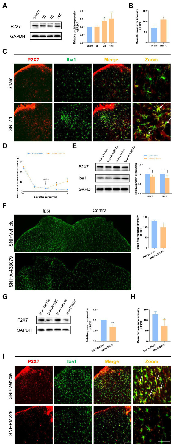 PM226 suppressed P2X7 in the rat spinal dorsal horn. (A) Western blot showed that the expression of P2X7 increased with time, and significantly increased on days 7 and 14 after SNI. (*p < 0.05, **p < 0.01 compared with sham group, n = 6 in each group). (B) The mean fluorescence intensity of P2X7 (C, red) in the ipsilateral spinal dorsal horn of the sham and SNI 7d group. Results for each group were obtained from three rats, and three micrographs from each sample. The average values of each sample were taken for statistics. (*p < 0.05, compared with sham group). (C) Double immunostaining of P2X7 (red) and Iba1 (green) in the dorsal horn of the spinal cord. Arrows showed the representative merge of P2X7 and Iba1. Scale bars, 100 μm for lower magnification and 50 μm for higher magnification. (D) The administration of A-438079 on day 3 improved the MWT of the ipsilateral paws on days 5 and 7 (*p < 0.05 compared FIGURE 5 (Continued)with SNI + Vehicle group, n = 8 in each group). (E) The IBA1 protein level and P2X7 protein level in the spinal cord both decreased after A-438079 administration (**p < 0.01 compared with SNI + Vehicle group, n = 6 in each group). (F) The mean fluorescence intensity of Iba1 of ipsilateral spinal dorsal horn in the SNI + A-438079 group was significantly lower than that in the SNI + Vehicle group. Results of each group were obtained from three rats, and three micrographs from each sample. The average values of each sample were taken for statistics (*p < 0.05 compared with SNI + Vehicle group). (G) The protein expression of P2X7 was significantly decreased in the spinal dorsal cord after intrathecal administration of PM226 for 7 days. (***p < 0.001 compared with SNI + Vehicle group, n = 6 in each group). (H) The mean fluorescence intensity of P2X7 (F, red) in the ipsilateral spinal dorsal horn after intrathecal administration for 7 days. Results of each group were obtained from three rats, and three micrographs from each sample. The average values of each sample were taken for statistics. (*p < 0.05 compared with SNI + Vehicle group). (I) Double immunostaining of P2X7 (red) and Iba1 (green) in the spinal dorsal horn after intrathecal administration. Arrows showed the representative merge of P2X7 and Iba1. Scale bars, 100 μm for lower magnification and 50 μm for higher magnification.