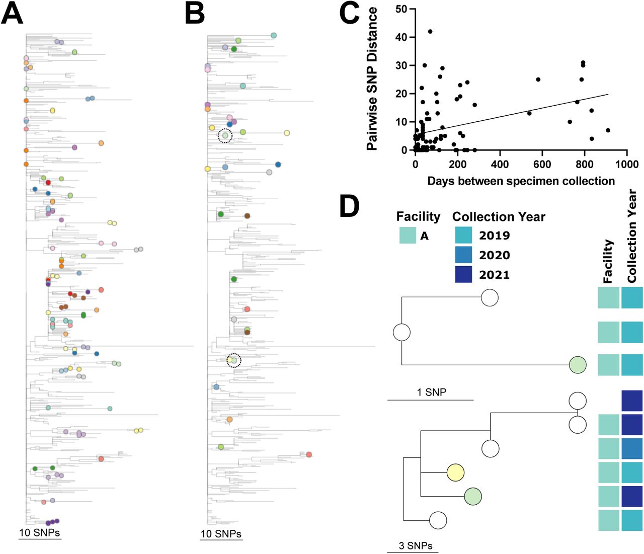 Relatedness of isolates collected from the same individual.(A-B) Phylogenetic tree as in Fig. 2a with tree tips colored by (A) individuals with isolates showing phylogenetic linkage and/or ≤ 7 SNP differences and (B) individuals with isolates showing divergent clustering and > 7 SNP differences. Isolates from one individual highlighted in subtrees in panel D are circled. (C) Correlation between pairwise SNP distance and the number of days between pairwise isolates collected longitudinally from one individual with linear regression. (D) Subtrees of one individual with divergent longitudinal isolates (circled in panel B) with relevant metadata in blocks to the right of tree tips. Tree tips indicate individuals as in panel B.
