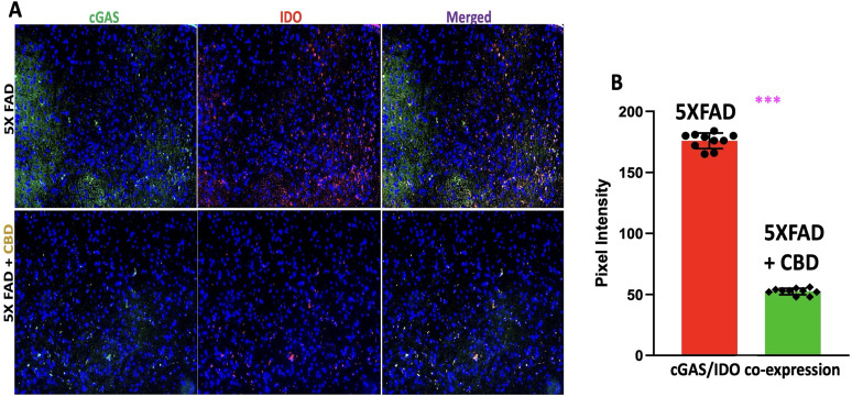 Inhalation of CBD reduces cGAS/IDO coexpression in 5xFAD mice with AD. A, IF staining showed that CBD inhalation significantly reduced cGAS expression in IDO-expressing cells within the entorhinal cortex of 5xFAD mice with AD, compared with untreated controls. The images are representative of three independent experimental cohorts. B, Quantitative analysis of colocalization between cGAS and IDO, based on pixel intensity measurements, revealed a significant decrease in cGAS/IDO coexpression in CBD-treated mice relative to untreated controls (***p < 0.0001). The graph displays all individual data points (n = 10 mice per group), derived from one representative experiment out of three biologically independent cohorts, each showing consistent results.