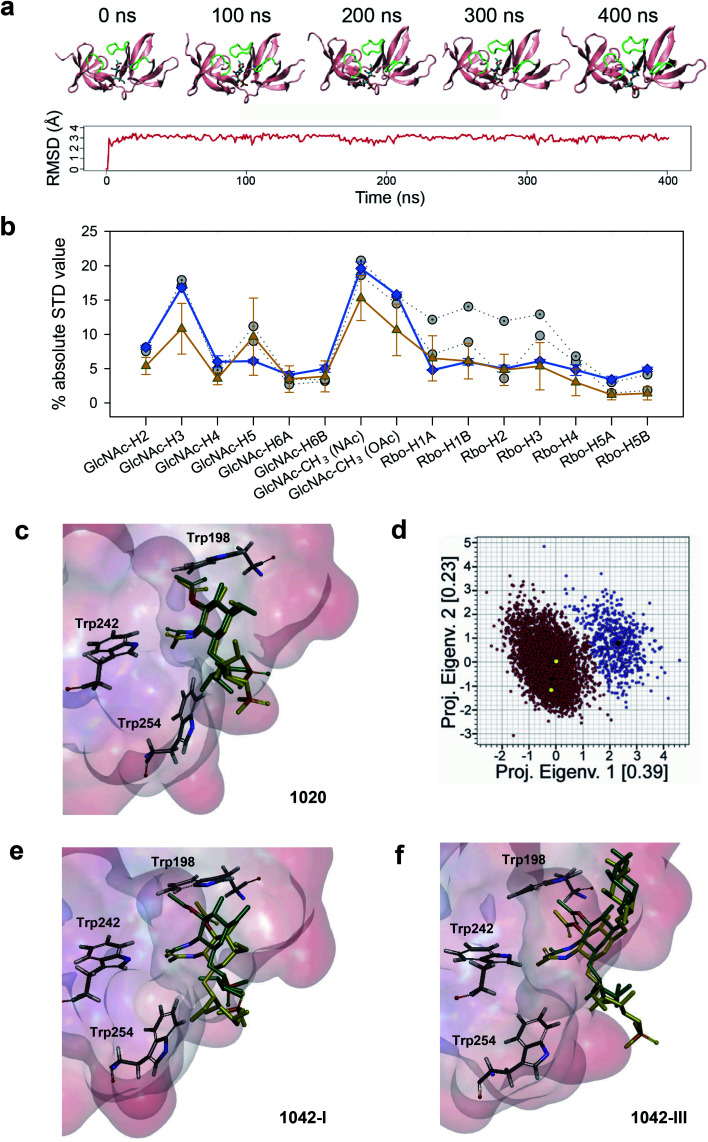 STD NMR-driven MD simulations and structure selection for complex modeling. (a) Time evolution of the complex of CBD500 with the 3′OAc-bearing WTA1020 repeating unit by MD simulations. Representative time-frames (top) and root mean square deviation of the monomeric ligand (bottom). The WTA monomer is represented in sticks, and the CBD500 loops that conform the binding pocket are colored green. (b) Absolute STD values per proton for the recognized WTA1020 repeating unit. The mean ± SD values per proton for the 5000 structures (80 ps intervals), extracted from the MD trajectory (orange) and calculated using CORCEMA, is plotted along with the average experimental values from three independent STD-NMR experiments (blue) and the calculated values for the two structures selected on the basis of best correlation to the experimental results (grey). (c) Superposition of the two selected structures for the CBD500 : WTA1020 monomer complex. The ligand and relevant Trp residues for reference are represented in sticks and the CBD500 binding pocket in the surface hydrophobicity mode (scale as in Fig. 4, panel a). (d) Eigenvalues projection map of the 5000 structures (80 ps intervals) extracted from the 400 ns MD trajectory of WTA1020. The two identified clusters are represented in red and violet respectively, and the black dots represent their centroids. The yellow dots represent the complex structures that were selected on the basis of correlation with experimental results. (e and f) Superposition of the two selected structures for the CBD500 : WTA1042-I and CBD500 : WTA1042-III complexes (mode A), respectively. Ligand and protein representation as in (c).