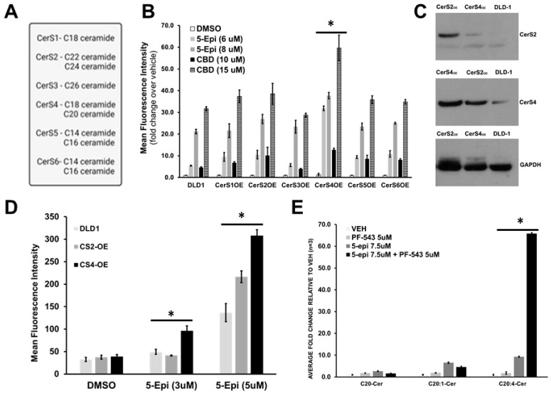 CerS4 activity mediates 5-epi induced production of ectoCRT and dramatic accumulation of C20:4 Cer in response to 5-epi + PF-543 treatment. (A) The predominant Cer species produced by each CerS (CerS1–CerS6) is listed. (B) DLD-1 cells over-expressing the indicated CerS enzyme were treated with the indicated concentrations of 5-epi or CBD for 24 h. EctoCRT production was determined by flow cytometry. (n = 3). (C) Wild-type DLD-1 cells and single clones over-expressing CerS2 or CerS4 were examined by Western blot analysis. (D).DLD-1 cells over-expressing CerS2 or CerS4 were treated with the indicated concentrations of 5-epi for 24 h. EctoCRT production was determined by flow cytometry. (n = 3). (E) DLD-1 cells were treated with the indicated concentrations of 5-epi in the presence or absence of PF-543 for 48 h. Levels of C20 Cer species were determined by LC/MS/MS analysis. (n = 3) (* = p < 0.05).