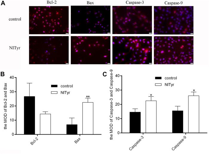 NITyr promoted the expression of apoptosis-related index. (A) The immunofluorescence test was used to assess the protein expressions of Bcl-2, Bax, caspase-3 and caspase-9. (B) The immunofluorescence images of Bax and Bcl-2 were statistically analyzed. (C) The immunofluorescence images of Caspase-3 and Caspase-9 were statistically analyzed. The above experiment was conducted at least three times. *p < 0.05 and **p < 0.01 compared to the control group.