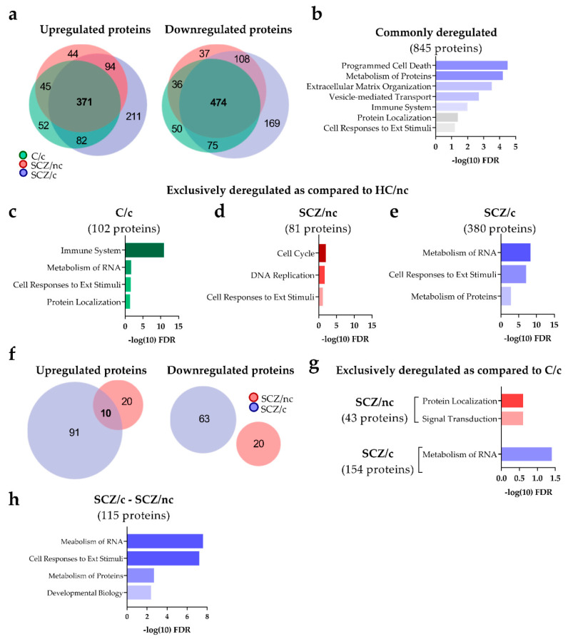 Characterization of the proteome of ON cells from control subjects non-cannabis users (C/nc), control cannabis users (C/c), schizophrenia patients non-cannabis users (SCZ/nc) and schizophrenia patients cannabis users (SCZ/c). (a) Proteomic alterations in C/c, SCZ/nc and SCZ/c as compared to C/nc. The upregulated and downregulated proteins in C/c-C/nc, SCZ/nc-C/nc and SCZ/c-C/nc are represented in two different Venn diagrams. (b) Enrichment pathway analysis of the 845 proteins commonly deregulated in C/c, SCZ/nc and SCZ/c as compared to C/nc. (c) Enrichment pathway analysis of the exclusively deregulated proteins in C/c, (d) SCZ/nc (e) and SCZ/c versus C/nc. (f) Proteomic alterations in SCZ/nc and SCZ/c as compared to C/c. The upregulated and downregulated proteins when SCZ/nc-C/c and SCZ/c-C/c are compared are represented in two Venn diagrams. (g) Functional characterization of the 43 proteins deregulated in SCZ/nc and the 154 proteins deregulated in SCZ/c as compared to C/c. (h) Functional characterization of the 115 proteins deregulated in SCZ/c as compared to SCZ/nc. Data from the pathway analysis are represented as minus the logarithm (10) of the FDR.