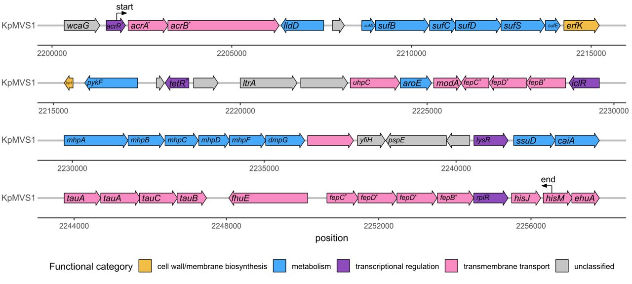 Genetic structure of a 54.7-kbp region in KpMVS1 that was deleted in KpMVR1 (Table 4). Labels “start” and “end” indicate boundaries of the deleted region. Genes without known names are not labelled. Each asterisk indicates an allele from a named gene family.