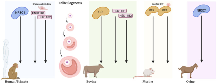 Localization of stress signaling components within ovarian follicles of several mammalian species. Nuclear glucocorticoid receptor NR3C1 has been detected throughout folliculogenesis in human, primate, and ovine models. GRs are also present throughout folliculogenesis in bovine and murine models, though only reported in oocytes in the latter. Enzymes HSD11B1 and HSD11B2 have been detected in human granulosa cells and bovine follicles throughout folliculogenesis.