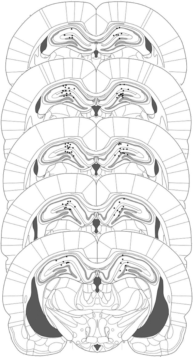 Representation of injector placements in the dorsal hippocampus. Histological evidence of injector tips was observed and correspond to the filled circles.