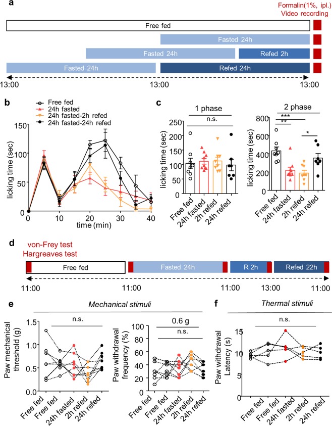 The effect of fasting and refeeding on acute pain behavior. (a) Experimental design and schedule for formalin test. (b) Time course of spontaneous pain behavior following intraplantar injection of formalin. (c) Formalin-induced pain behavior was divided into two phases and the total sum of the licking times for each phase was statistically analyzed; Free fed (n = 8), 24 h fasted (n = 9), 2 h refed (n = 8), 24 h refed (n = 7). (d) Experimental design and schedule for von Frey test and Hargreaves test on naïve mice; (n = 6). (e,f) The effect of 24 h fasting and 2 h refeeding on paw withdrawal threshold and frequency for mechanical stimuli (n = 6) and paw withdrawal latency for thermal stimuli (n = 5). Data are presented as mean ± SEM. *p < 0.05, **p < 0.01, ***p < 0.001 (c one-way ANOVA followed by Bonferroni test, e, f repeated measures ANOVA).