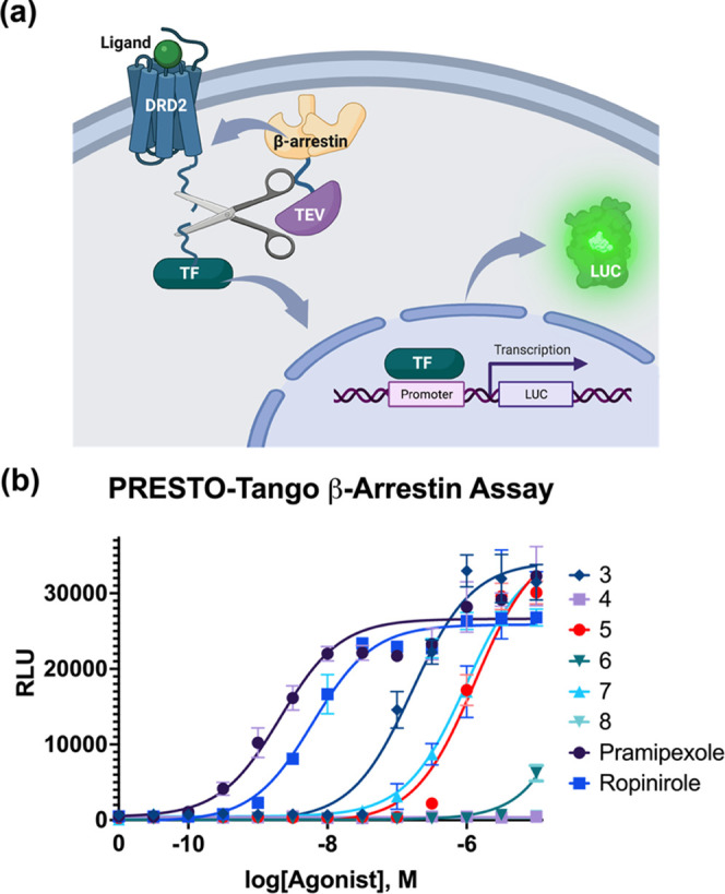 β-Arrestin recruitment analysis. (a) PRESTO-TANGO assay schematic: a ligand binds a chimeric DRD2 receptor, which then recruits β-arrestin fused with a TEV protease. The protease cuts a site between the receptor and a fused transcription factor, which then transits to the nuclease to initiate transcription of a luciferase gene. The luciferase activity is subsequently quantified. (b) Agonism of β-arrestin recruitment is quantified in EC50 curves via the detection of luciferase activity, using a Hill slope of 1.0.