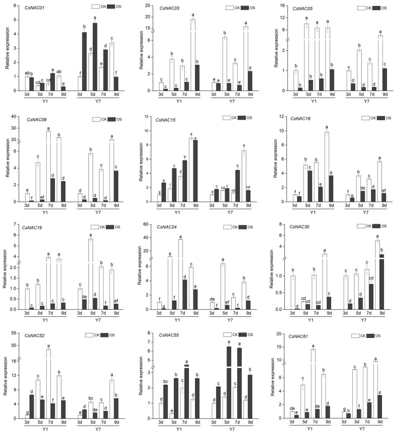 Relative expression of CsNAC genes in two different Cannabis sativa cultivars (Y1 is YM1 and Y7 is YM7) under normal germination treatment (CK) and osmotic stress treatment (OS). Seedlings were sampled at 3, 5, 7, and 9 days after germination. The different letters indicate significant differences at different times, according to Duncan’s multiple range test (p < 0.05).