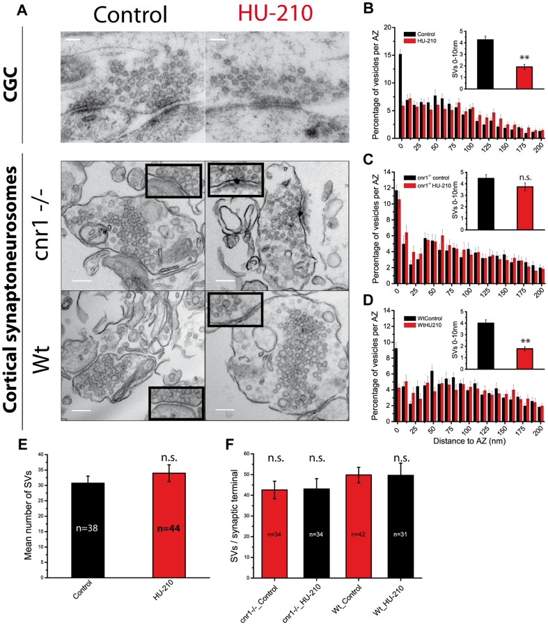 HU-210 treatment induced synaptic vesicles retraction from the active zone plasma membrane.A) Electron micrographs of cerebellar granule cells (top panel) and cortical cnr1 -/- (middle panel) and wild type (bottom panel) synaptoneurosomes in control conditions (left) and after HU-210 (5 µM, 10 min) (right). B,C,D) Quantification of the spatial distribution of the synaptic vesicles per active zone in Cerebellar Granule Cells, cnr1 -/- and wt synaptoneurosomes, respectively. The % of SVs closer than 10 nm to the AZ membrane were: in CGC, control 15.20±0.85% vs HU-210 5.87±0.66%; p<0.01, Student's t-test; in cnr1 −/− synaptoneurosomes, control 11.70±0.67% vs HU-210 10.56±1.01%; p>0.05, Student's t-test; in wt synaptoneurosomes, control 9.24±0.75% vs HU-210 4.27±0.46%; p<0.01, Student's t-test. The insets represent the mean number of SVs closer than 10 nm to the AZ membrane in each condition: In Cerebellar Granule Cells, 4.26±0.31 (control) vs 1.90±0.22 (HU-210); p<0.01, Student's t-test; in cnr1 −/− synaptoneurosomes, 4.46±0.33 (control) vs 3.73±0.34 (HU-210); p>0.05, Student's t-test; in wt synaptoneurosomes, 4.0±0.29 (control) vs 1.77±0.18 (HU-210); p<0.01, Student's t-test). Mean number of SVs per synapse in cerebellar granule cells (E) and in cortical synaptoneurosomes (F). Scale bar in CGC 100 nm and in synaptoneurosomes 150 nm.