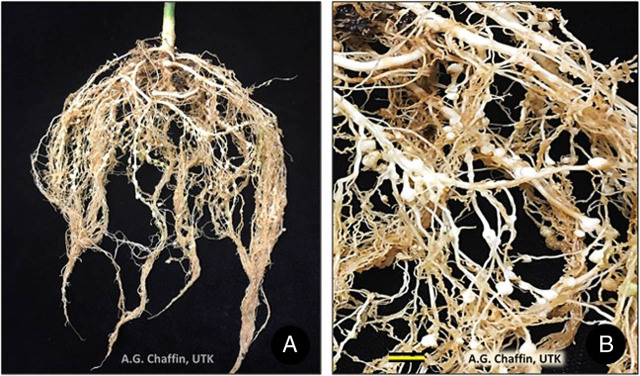Galling of Meloidogyne incognita on Cannabis sativa ‘Cherry’, Pi = 10,000 eggs. (A) Entire root system. (B) Closeup of small, white galls. Scale = 5 mm.