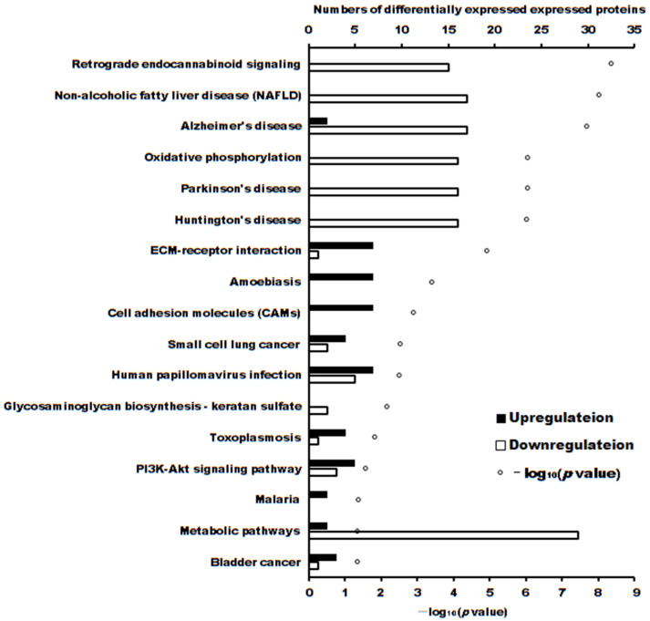 The number of differentially expressed proteins enriched in Kyoto Encyclopedia of Genes and Genomes (p < 0.05).