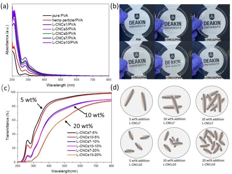 (a) Absorption spectra of pure PVA, hemp particle/PVA, and L-CNCs/PVA films (5 wt. %), (b) digital images of pure PVA and L-CNCs/PVA films (5 wt. %), (c) transmission spectra of L-CNCs7(10)/PVA at 5 wt. %, 10 wt. %, and 20 wt. % ratio and (d) Schematic diagram of L-CNCs’ distribution in PVA film.