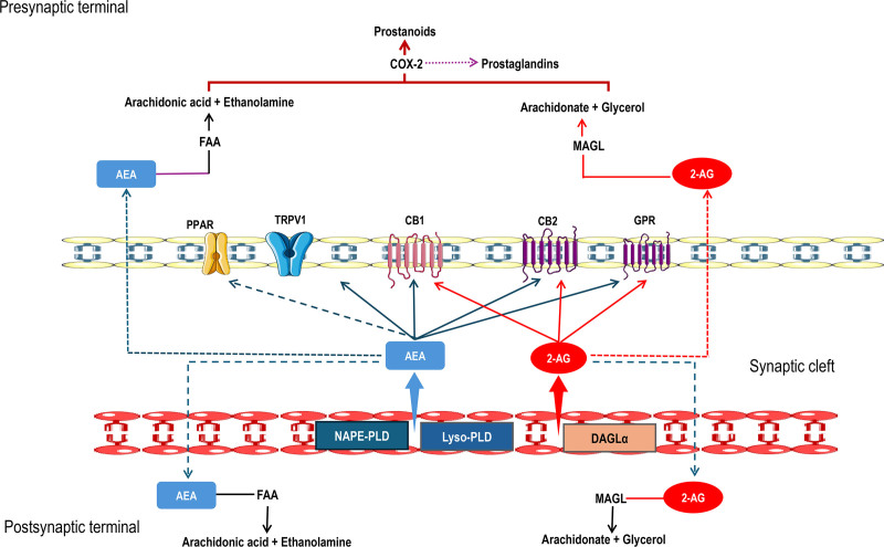 Synthesis and degradation of endocannabinoids. Endocannabinoids are produced on demand in the retrograde postsynaptic neuron signal, and their synthesis is initiated by glutamate receptor activation. The ligand 2-arachidonylglycerol (2-AG) is synthesized by the enzymes 2-acylglycerol [AG] and diacylglycerol [DAG] (DAGL) and, once synthesized, diffuses into the synaptic cleft and activates CB1 and CB2 receptors in a retrograde fashion, situated in the presynaptic terminal; signaling of 2-AG is terminated by the enzyme monoacylglycerol lipase (MAGL) degradation in the presynaptic terminal. 2. Anandamide (AEA) is synthesized by the enzyme N-acyl phosphatidylethanolamine [NAPE], NAPE-specific phospholipase D [NAPE-PLD], and then diffuses into the synaptic cleft to activate CB1 and CB2 receptors. AEA also activates transient receptor potential channel 1 (TRPV1). AEA is broken down postsynaptically by fatty acid amino hydrolase (FAAH) into arachidonic acid and ethanolamine. Both 2-AG and AEA have endocannabinoid transporters facilitating their reuptake and subsequent postsynaptic degradation.