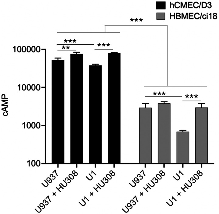 Detection of cyclic AMP in hCMEC/D3 or HBMEC/ci18 cells following U937 or U1-conditioned media, and effect of CB2R activation.The endothelial cultures were exposed to U937 or U1-conditioned media incubation, in the presence of DMSO or of 10 uM of HU-308. The cells were processed for the detection of cAMP measured by fluorescence and calculated with a standard curve. Data are expressed as mean of 3 independent experiments in triplicate ± SEM.**p<0.01, ***p<0.001 compared to U937 untreated controls.