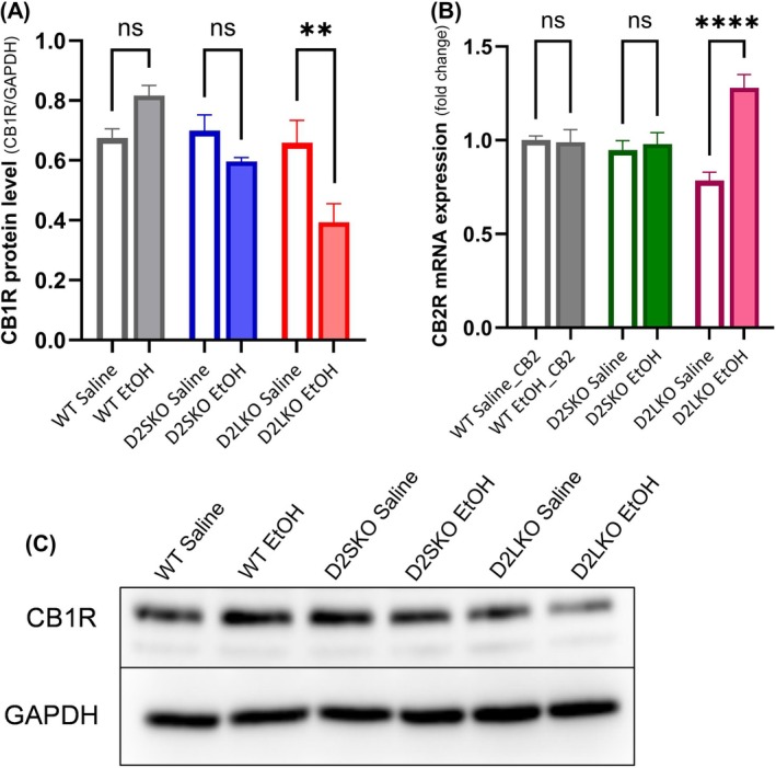 Western blot and qPCR analysis of cannabinoid receptor expression in the striatum after chronic alcohol exposure. Mice received EtOH or saline injections for 21 days. (A) The relative protein expression levels of CB1R in the striatum of WT, D2S KO and D2L KO mice treated with EtOH or saline were analysed by Western blotting (WB) shown in (C). Protein quantification was normalized using GAPDH. A significant decrease was observed in D2LKO EtOH group as compared to D2LKO Saline group (**p = 0.0038; Šidák's multiple comparisons test following two‐way ANOVA). WT EtOH vs. WT Saline (p = 0.1727). D2SKO EtOH vs. D2SKO Saline (p = 0.4096). The interaction (genotype x treatment) is considered significant [F(2, 18) = 8.543, p = 0.0025; two‐way ANOVA]. Effect of treatment: F(1, 18) = 3.585, p = 0.0745. Effect of genotype: F(2.18) = 9.760, p = 0.0013. (B) The relative expression levels of CB2R mRNA in the striatum of WT, D2S KO and D2L KO mice treated with EtOH or saline were analysed by qPCR. A significant increase was observed in D2LKO EtOH group as compared to D2LKO Saline group (****p < 0.0001; Šidák's multiple comparisons test following two‐way ANOVA). WT EtOH vs. WT Saline (p = 0.9977). D2SKO EtOH vs. D2SKO Saline (p = 0.9680). The interaction (genotype x treatment) is considered significant [F(2, 66) = 13.05, p < 0.0001; two‐way ANOVA]. Effect of treatment: F(1, 66) = 14.53, p = 0.0003. Effect of genotype: F(2.66) = 0.7759, p = 0.4645. GAPDH was used as a reference gene. The values are the means (± SE) of four independent experiments for WB and the means (± SE) of four independent experiments for qPCR experiment with three replicates per sample per experiment. ns = not significant.