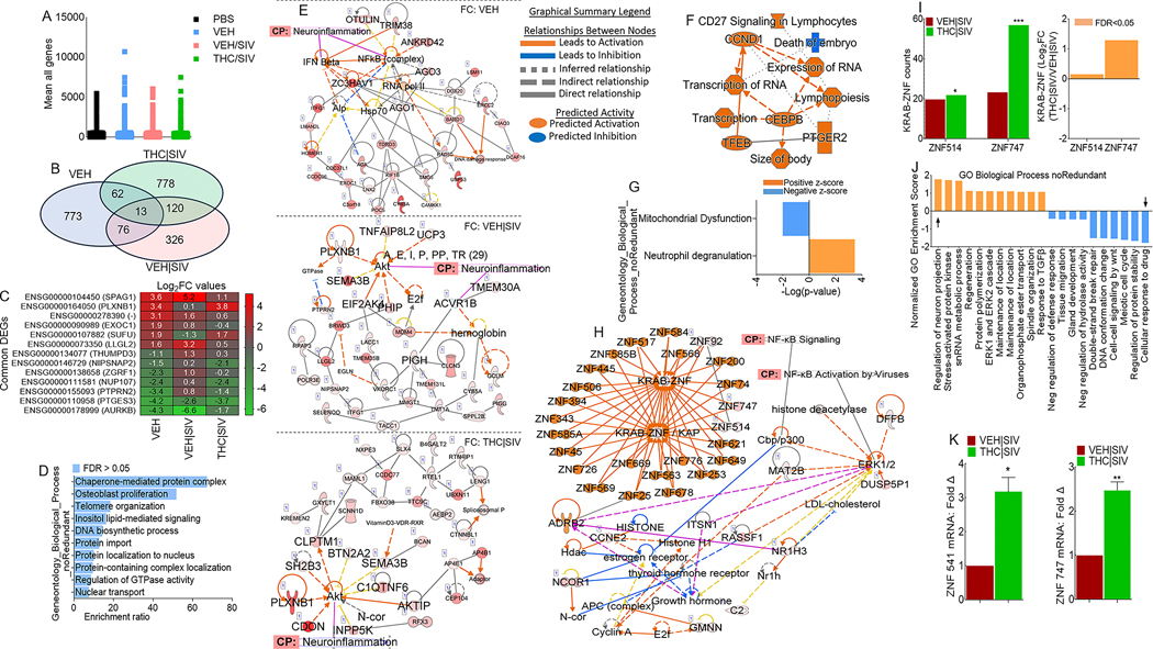 Global transcriptome analysis of HIV latently infected U1 cells treated with basal ganglia derived ECs.A) Scatter plot of all transcripts from biological triplicates with transcripts per million mapped reads (TPM) > 1, p-value (unpaired t-test) <= 1.0, and fold-change >= 0.0 are displayed. B) 3-way Venn diagram of DEGs meeting the following criteria: i) pooled-adjusted p-value (FDR) < 0.05 and ii) (log2 fold change >1 or <-1). C) Heatmap of the genes corresponding to the 13 common DEGs identified by the 3-way Venn diagram. D) Overrepresentation analysis of gene ontology biological processes of the 13 common DEG identified by the 3-way Venn diagram. The y-axis represents biological process (noRedundant) and the x-axis represents enrichment ratios. E) IPA network diagrams representing the regulatory effects with top consistency scores found associated with neuroinflammation signaling, with the top network representing FC: VEH ECs/PBS, middle network representing FC: VEH | SIV ECs/PBS, and bottom network representing FC: THC | SIV ECs/PBS. FC = Fold Change. F) Gene to function analysis of THC | SIV ECs/VEH | SIV ECs DEGs. G) Histogram of the 92 canonical pathways regulated by treatment with THC | SIV ECs. The left y-axis represents the canonical pathways, and the x-axis represents -log (P-value) of the canonical pathways, where neutrophil degranulation is upregulated, and mitochondrial dysfunction is downregulated. Each bar indicates the value of -log10 (P-value). H) IPA network diagram representing top consistency scores with links to NF-kB activation by viruses and signaling, as well as KRAB-ZNF (Krüppel-associated box domain zinc finger) gene cluster. I) Differences in ZNF514 and ZNF747 represented as counts (left) and log2 fold change (right). J) Gene ontology gene set enrichment analysis (GSEA). The left y-axis represents normalized GO enrichment scores, and the x-axis represents GO biological process (noRedundant). K) DEGs validated with RT-qPCR analysis. Statistical differences were assessed by ordinary one-way ANOVA with Tukey’s correction and by Binary Student’s t tests (Welch’s correction). **** p < 0.001, *** p < 0.005, ** p < 0.01, * p < 0.05, and ns = non-significant.