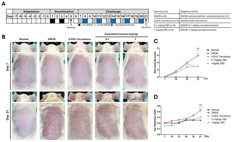 Atopic dermatitis mouse model experiment schedule and clinical experiment results. (A) Animal experiment schedule and group details, (B) Clinical photo on day 7 before the start of the challenge and on day 21 before the sacrifice, (C) Average score of 4 items: erythema, dryness, excoriation, and edema, (D) Average value of both ear thicknesses measured with a Dial thickness Gauge during the challenge period. The experiment was conducted in 5 groups, and a total of 25 animals were used, n = 5 per group. Data shown in the figure are presented as mean ± SEM (### p < 0.001 vs. normal group; *** p < 0.001 vs. DNCB group). DNCB, 1-chloro-2,4-Dinitrochlorobenzene.