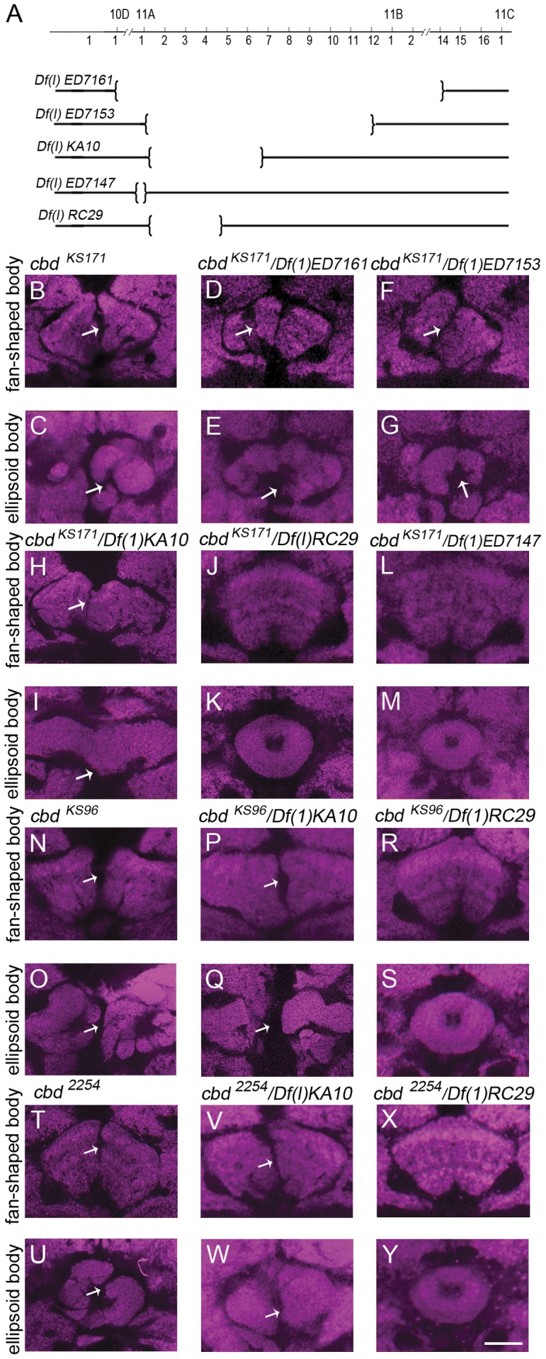 Morphology of the fan-shaped body (FB) and the ellipsoid body (EB) in the complementation test.(A) Schematic drawing of deleting regions of five deficiency lines on the X chromosome. (B, C) cbd KS171 mutant showed a defect in FB and EB. (D–I) complementation test cbd KS171 and Df(1)ED7161 (D,E) or Df(1)ED7153 (F,G) or Df(1)KA10 (H,I) showed a defect in FB and EB. (J–M) complementation test cbd KS171 and Df(1)RC29 or Df(1)ED7147 showed a normal FB and EB. (N, O) cbd KS96 mutant showed a defect in FB and EB. (P–S) complementation test between cbd KS96 and Df(1)KA10 showed a defect in FB (P) and EB (Q). cbd KS96 and Df(1)RC29 showed a normal FB (R) and EB (S). (T, U) cbd 2254 mutant showed a defect in FB and EB. (V–Y) complementation test between cbd 2254 and Df(1)KA10 showed a defect in FB (V) and EB (W) while that between cbd 2254 and Df(1)RC29 showed a normal FB (X) and EB (Y). Scale bar, 25 µm. Arrows indicate the central complex defect.