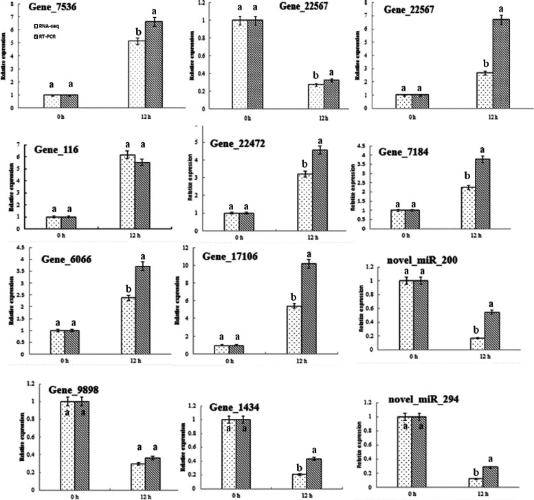 qRT-PCR analysis of differentially expressed miRNAs and mRNAs in industrial hemp roots under NaHCO3 stress