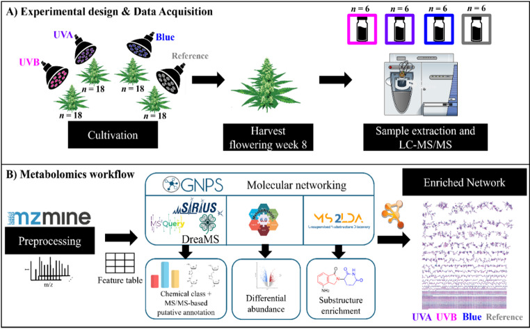 Comparative computational metabolomic workflow. Building on a previous short-wavelength experiment, A cannabis plants were exposed to UVB, UVA, and blue light treatments, and inflorescence samples were taken eight weeks after the onset of flowering, followed by UPLC-MS/MS analysis. B mzmine was used to preprocess and produce a feature table which was also complementarily used for GNPS FBMN and MS/MS-based putative annotation (SIRIUS/CANOPUS. MS2Query, DreaMS). Differential abundance analysis (MetaboAnalyst) and substructure discovery (MS2LDA) were also performed. Altogether, the results were integrated into an enriched network visualized in Cytoscape prioritizing flavonoid metabolites features