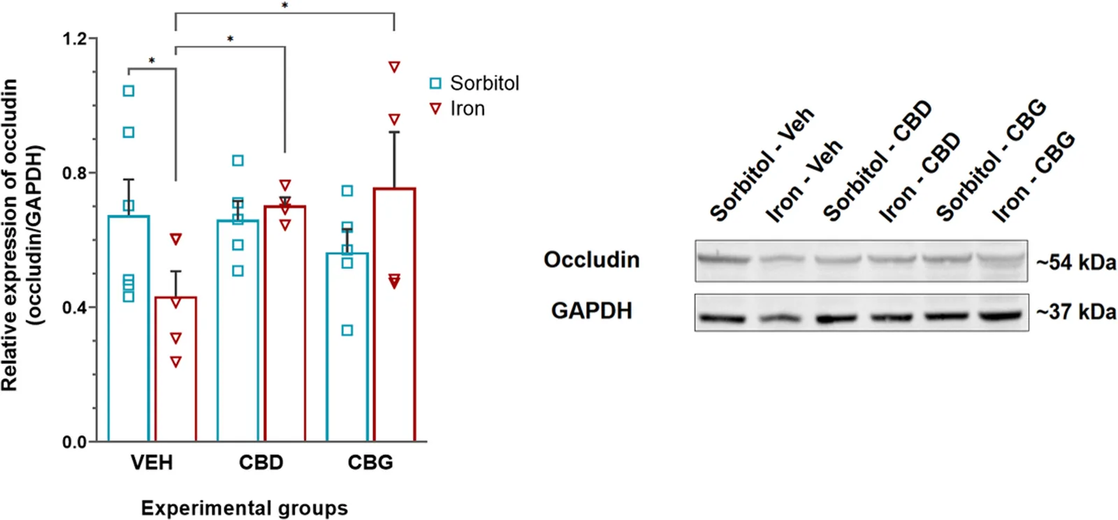 Normalized occludin levels (mean ± SEM) and a representative immunoblot in the hippocampus of adult rats subjected to neonatal treatment with sorbitol or iron, followed by adult treatment with vehicle (VEH), cannabidiol (CBD), or cannabigerol (CBG). Group sizes were as follows: Sorbitol–Vehicle (n = 6), Sorbitol–CBD (n = 5), Sorbitol–CBG (n = 5); Iron–Vehicle (n = 5), Iron–CBD (n = 4), and Iron–CBG (n = 4). A significant interaction was observed between neonatal and adult treatments (p = 0.023). Post hoc analysis revealed that neonatal iron overload significantly reduced occludin levels compared to neonatal sorbitol in vehicle-treated animals, and that both CBD and CBG in adulthood significantly increased occludin expression in the iron-exposed groups compared to vehicle treatment. Data are presented as mean ± SEM with individual data points. Statistical comparisons and post hoc analyses were based on estimated marginal means (EMMs) obtained from generalized linear model analysis. * Indicates p < 0.05 versus the indicated group
