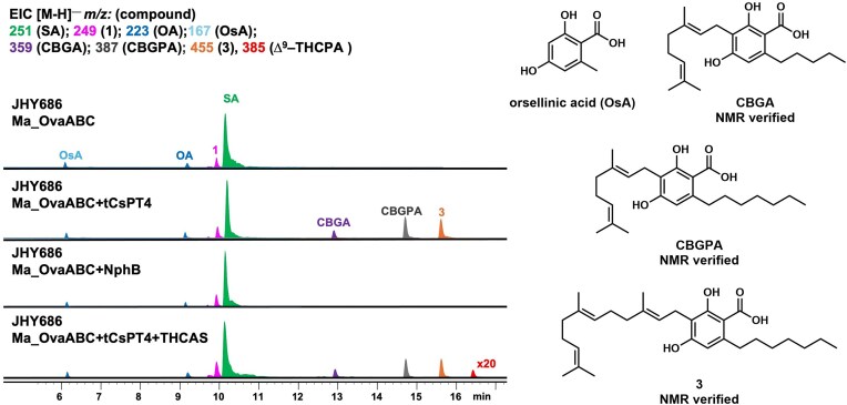 Heterologous expression Ma_OvaABC, tCsPT4, and THCAS in S. cerevisiae JHY686 strain. Expression of Ma_OvaABC in JHY686 resulted in production of SA. Co-expression of tCsPT4 with Ma_OvaABC led to the biosynthesis of CBGPA along with the farnesyl pyrophosphate (FPP)-derived shunt product 3. The presence of orsellinic acid (OsA) was proposed based on the molecular weight (MWT) and UV absorbance. The structures of the isolatable compounds are verified by NMR. In contrast, co-expression of NphB with Ma_OvaABC did not lead to prenylated products. Co-expression of tCsPT4 and THCAS with Ma_OvaABC led to trace amounts of a compound with MWT of 386, same as ∆9–THCPA.